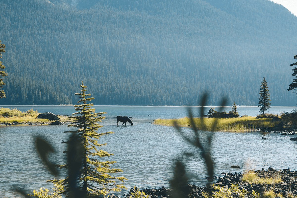 Embrace Sustainable Forestry Practices A Guide to Preserving Our Woodlands